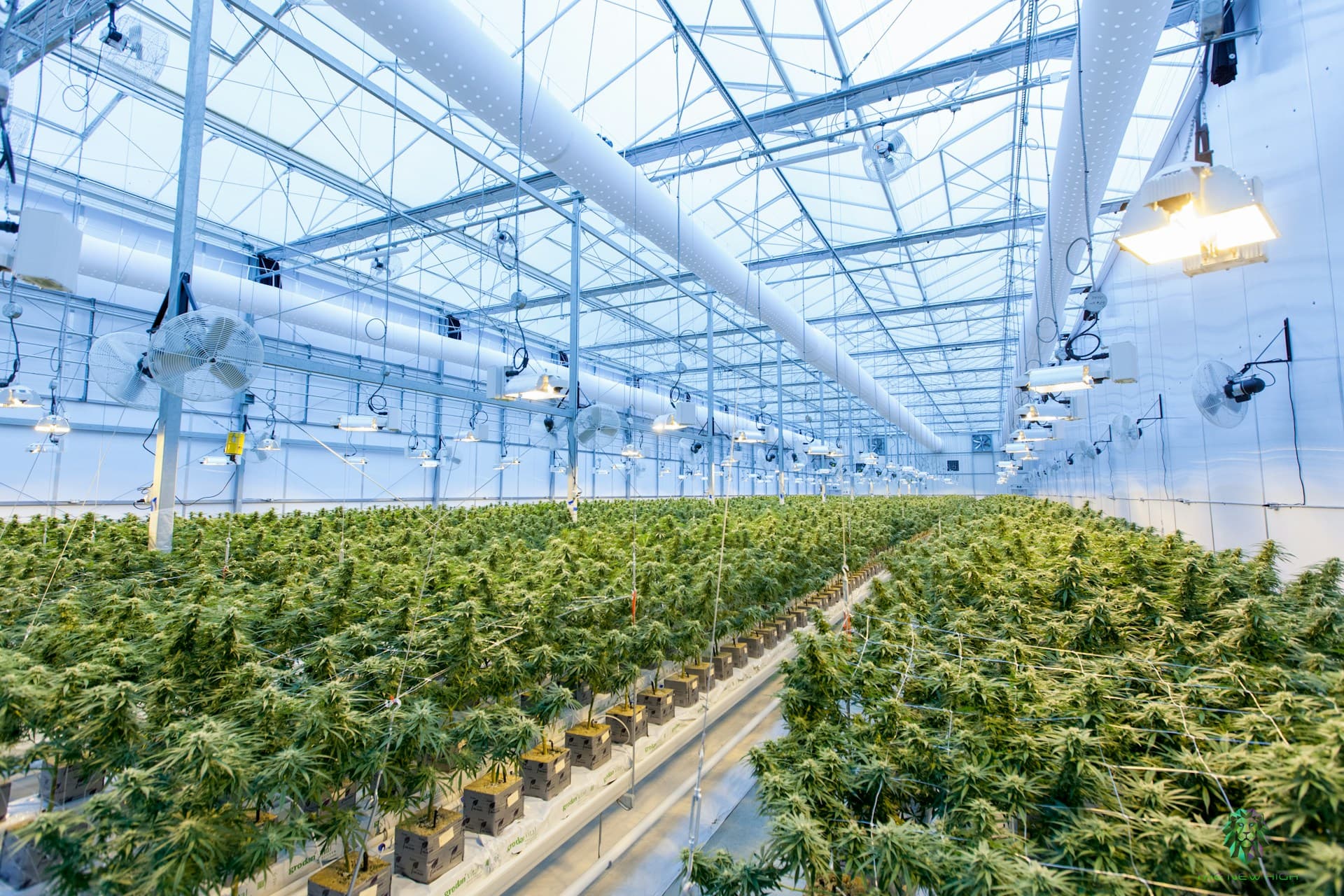 Cannabis advertising and media buying
